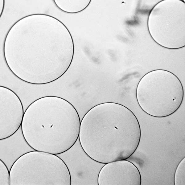 How Gentle is the SpinVessel®? V & P Scientific, Inc.